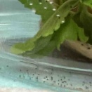 コナガのまだ名無しちゃん（2026/02/09）