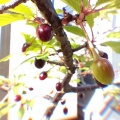 今年のチェリー… 野鳥にささげる(; ==)