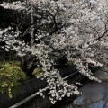桜　長瀬川 2026
