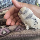 カキカキできないインコと学ぶ飼い主
