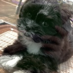 広島県呉市 ペットショップワンラブ呉焼山店のスタッフブログ