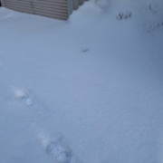 食物花粉アレルギーのお話と今朝の庭で衝撃を受けたこと
