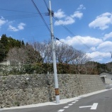 『咲きました!& 桜の成長を見守る会お知らせ』の画像