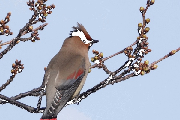 鳥写真マンガ (2021)