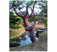 紫陽花や菊の季節が訪れると妻子のことを思い出すでしょう！