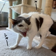 お盆で姉を連れに　そして　姉の家の猫３+１