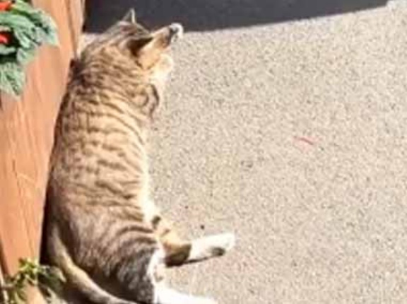 １匹のネコが道端で静かに寝ていた。自分にかかる影が少し動く → 猫はこうなった…