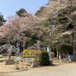 『栗原市築館の薬師公園にお花見に行ってきました！』の画像