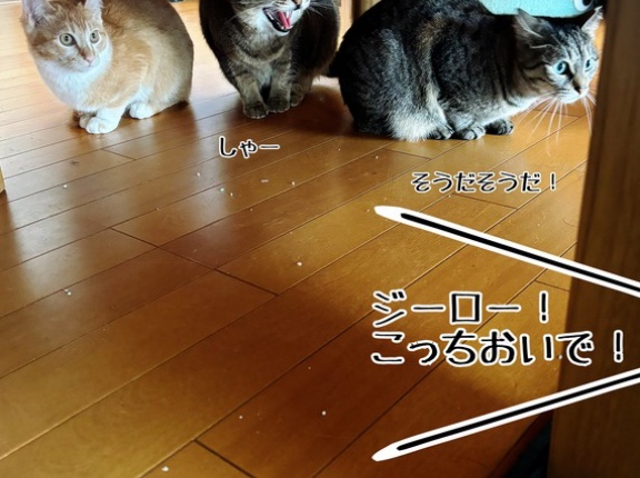 春乃さんとトイレ砂と戦う。