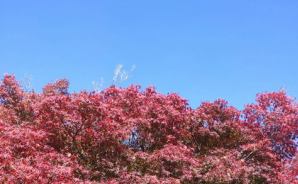 青空に映えて美しいもみじ