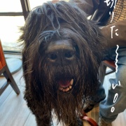 ���ܤˤ�����2�˴����������ʤ�����