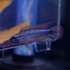 『5月22日(金)熱帯魚入荷情報🐟』の画像