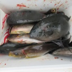 濱田渡船 愛媛県宇和島市 御五神