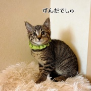 どちらさま☆もちっ子の来し方