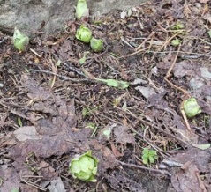 庭のフキノトウ’２６-2