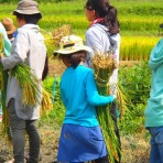 まちなかファーム