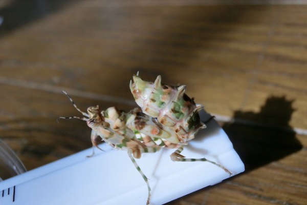 アフリカメダマカマキリ　ペア　立体標本 アフリカメダマカマキリ ペア 立体標本 - メルカリ