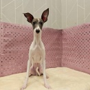 イタグレちゃん、シャンプーセット🐕‍🦺🫧