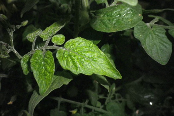 Hybrid Force タイニーティム ﾐﾆﾄﾏﾄ