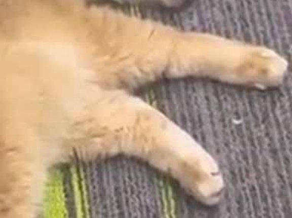 【寄生獣】 私はネコを飼っている。そこにいる生き物はなんだ！？ → 猫、第三形態です…