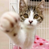 『【子猫】ひかるくん 里親募集を開始しました』の画像