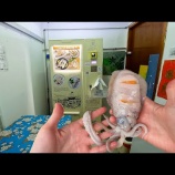 『シンガポールにあるイカ自動販売機』の画像