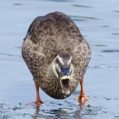 2026年8月13日の野鳥公園
