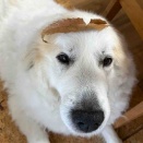 父さんに遊ばれているワンコ達🐶