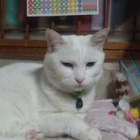 �غ����Υȡ��ޡ٤β���