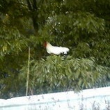 �ؤĤ��Ф�ͷ�Ӿ��٤β���