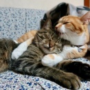 （6200）美しい春と睡魔。