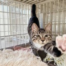 里親さんが決まった猫たち(3/4～)