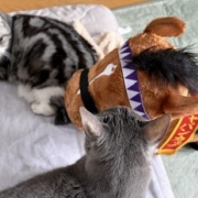 ドウデュースのぬいぐるみを見た猫がしたこと