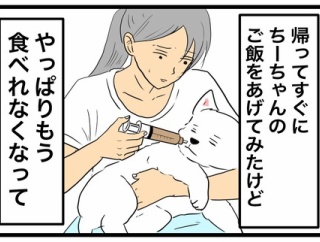 シニア犬の最期に見られた症状｜腎不全と貧血、ちーちゃんを看取った日のこと【ちーちゃんと私のお話】