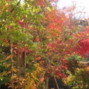 紅葉が美しかったので……