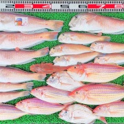 2025年12月13日　釣果