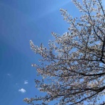 孫ちゃん社会デビューの日にサクラと記念写真