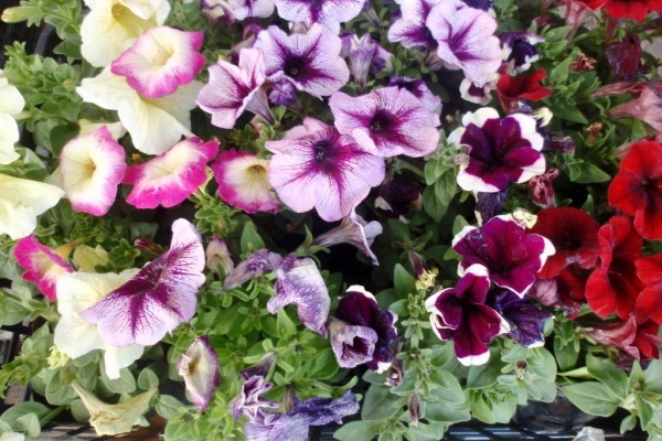 Asamana Manager S Blog 13年04月