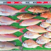 2025年12月16日　釣果