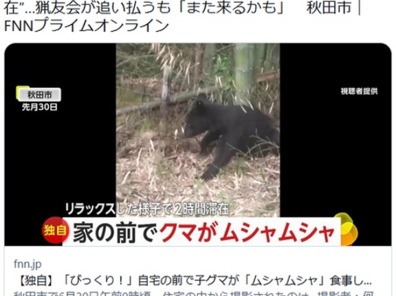 【秋田市】「びっくり！」自宅前で子グマが「ムシャムシャ」食事し横になるリラックスモードで2時間滞在…追い払うも「また来るかも」