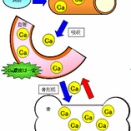 カルシウム吸収の邪魔する？