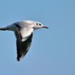 ヨット　Jennifer号 航海記　探鳥旅行記