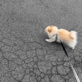 ミルクちゃん♪