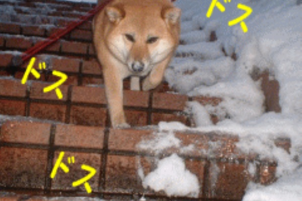 柴犬カンチの足跡日記 ダイエット