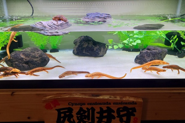 トモのイモリ記録
