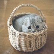 猫は自分の姿を理解している？していない？