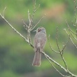 今日見た野鳥　ホオジロ・ヒヨドリ・キジバト・キジ