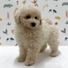 『	 新しいわんちゃんの紹介です🐶』の画像