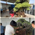 五葉松植替え最終期💦皆んなの応援を得て‼️