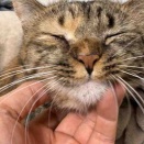 コムギ娘猫、白髪が生える？　20261003